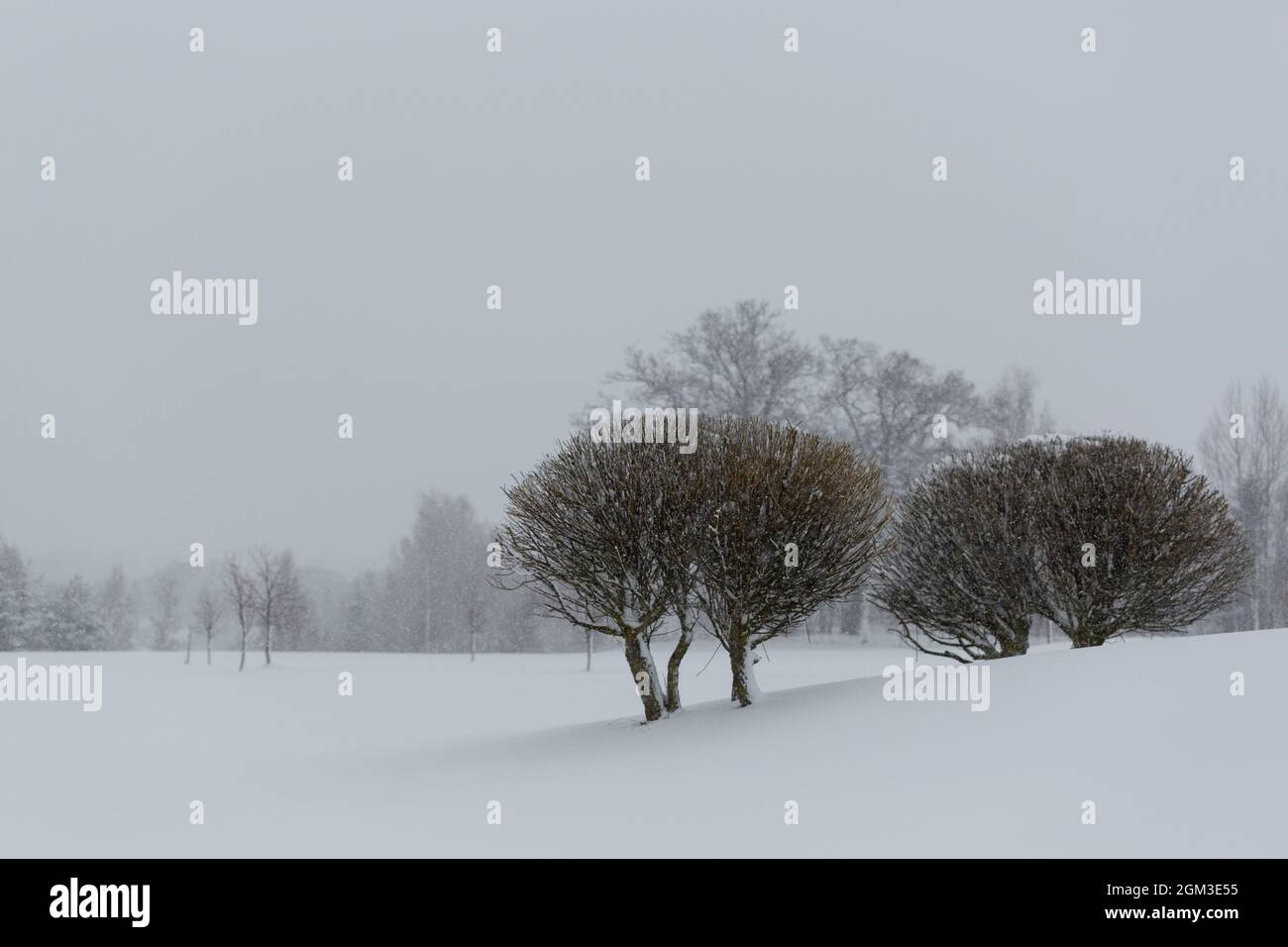 A couple of bushes in a snowy landscape in Sweden Stock Photo