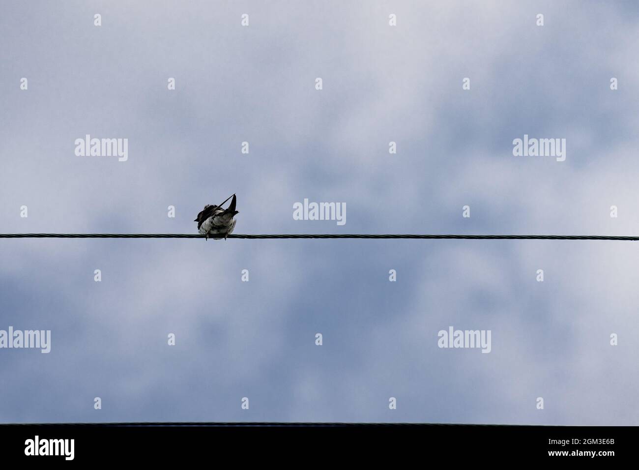 Bird Perching On The Wire Cable Against A Cloudy Sky Stock Photo Alamy bird-perching-on-the-wire-cable-against-a-cloudy-sky-stock-photo-alamy