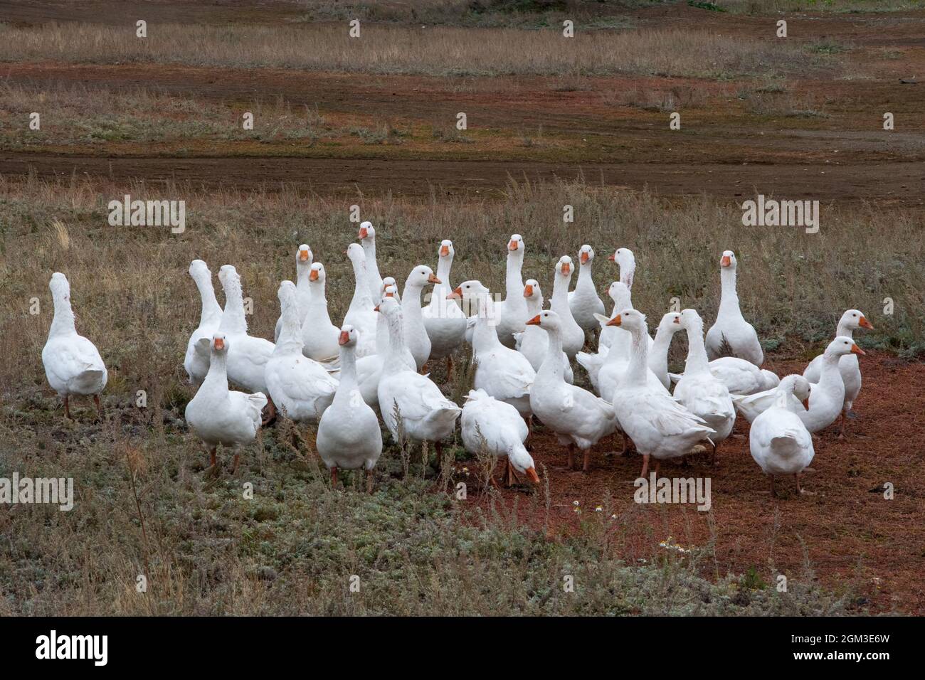 A flock of domestic or wild white geese on the autumn grass in the yard. Domestic bird. Bird breeding. Stock Photo