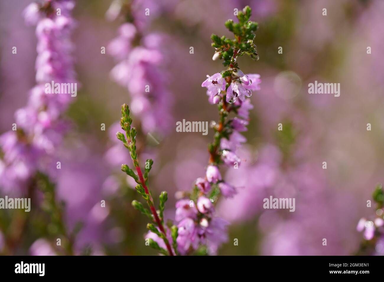 Selective focus shot of pink and purple common heather (Calluna Vulgaris) on a colorful background Stock Photo