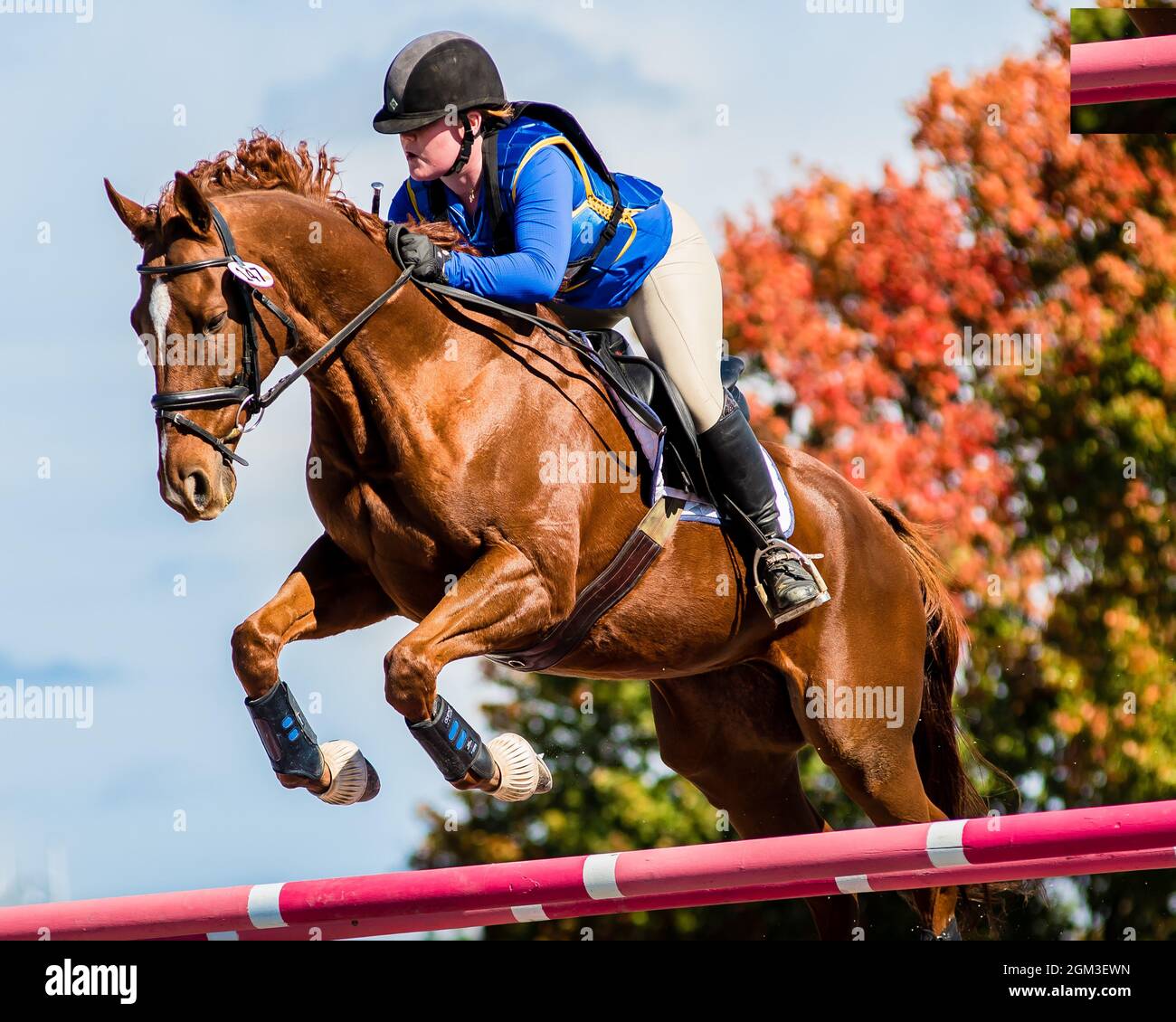 Equestrian competition photos including hunter jumper and cross country
