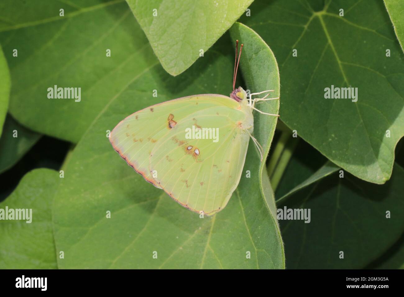 A cloudless sulphur butterfly rests on a leaf. Stock Photo