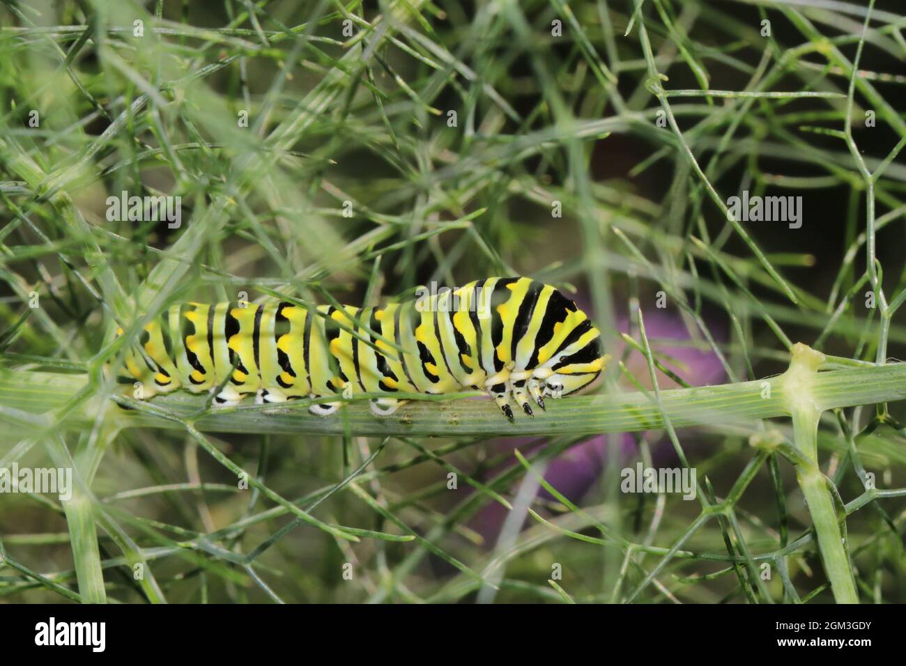 A black swallowtail caterpillar rests on a stem of fennel in preparation for another molt. Stock Photo