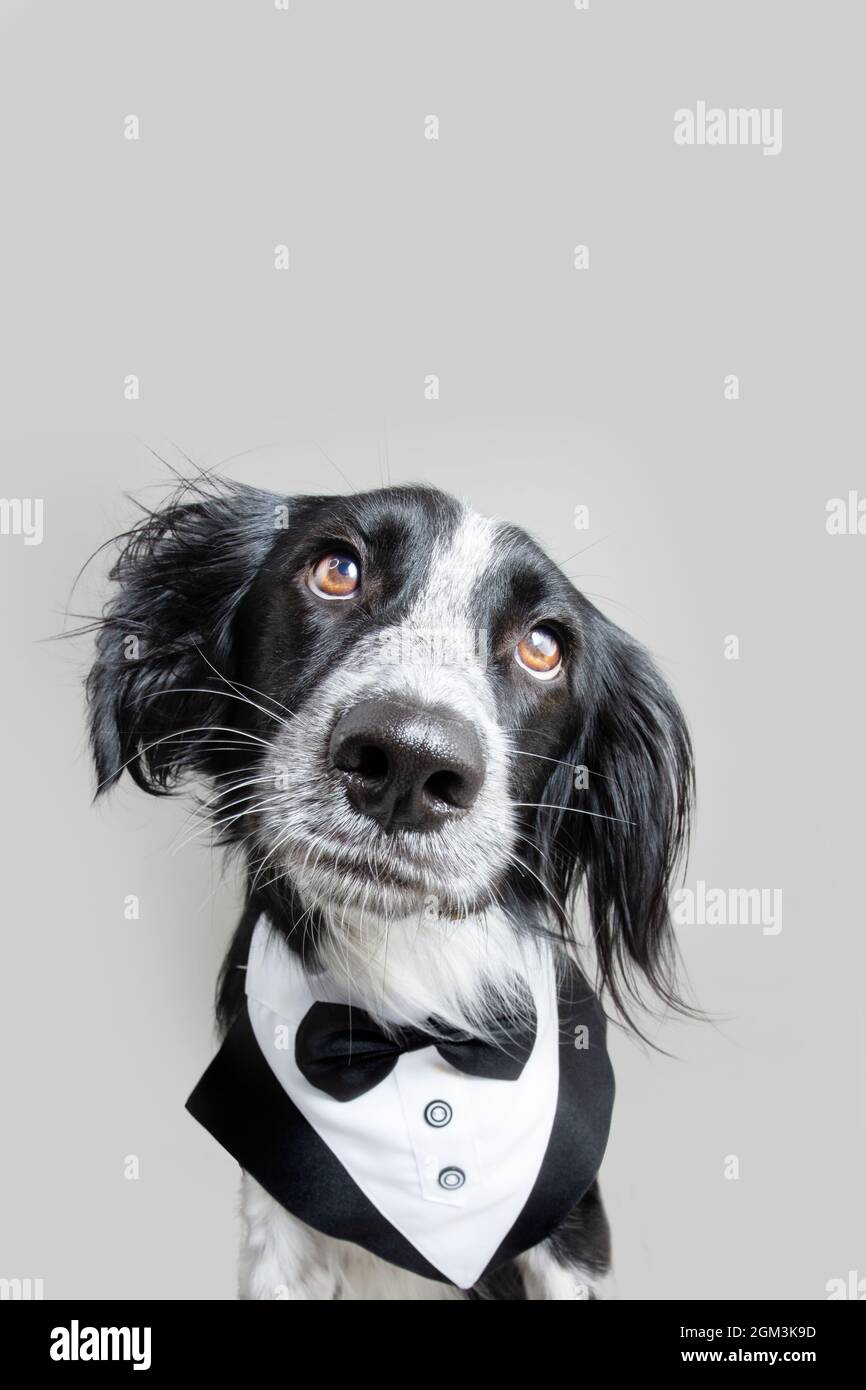 Portrait elegant puppy dog wearing a tuxedo looking at camera. Isolated on  gray background Stock Photo - Alamy