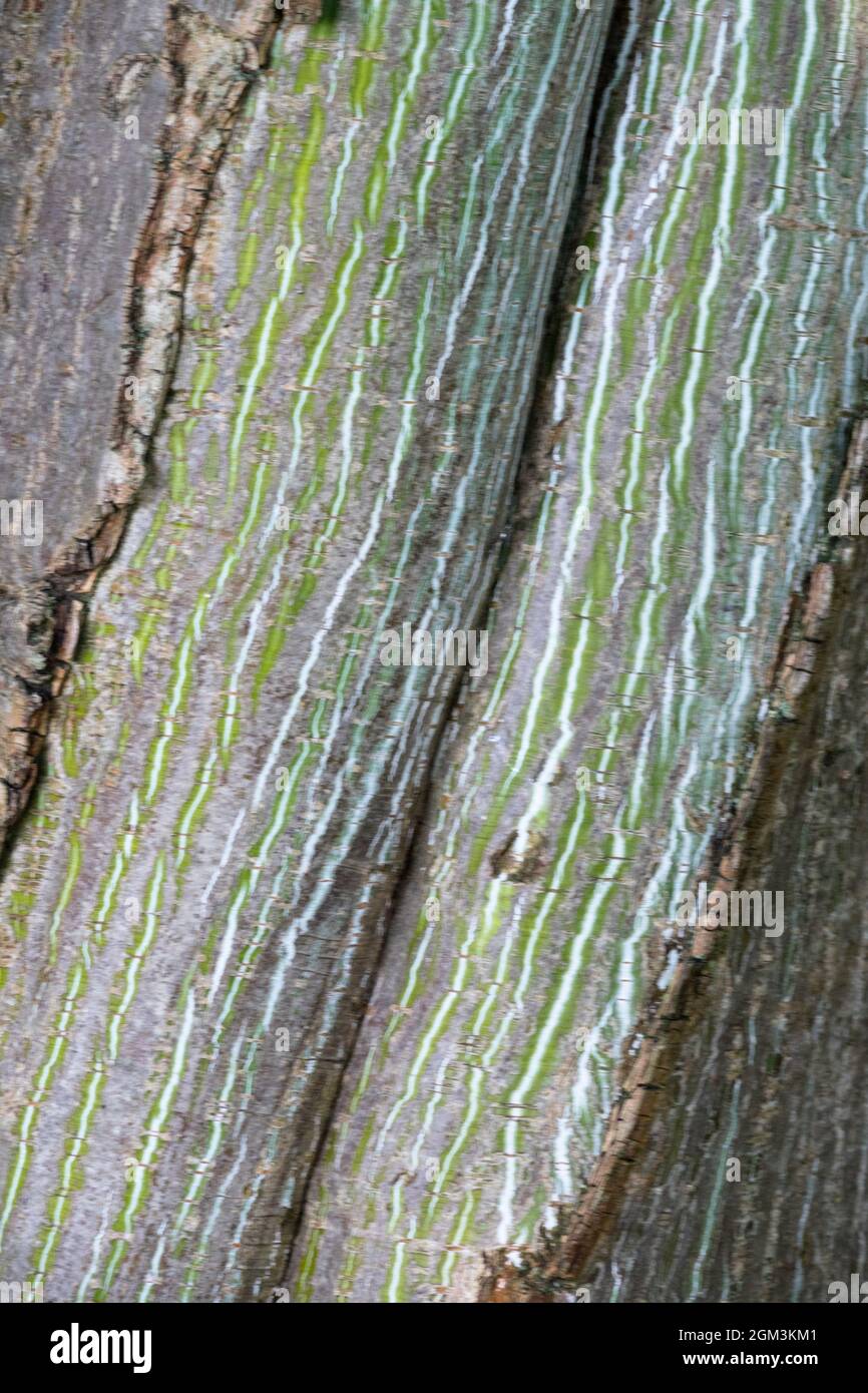 Maple Bark Acer tegmentosum Tree bark Texture Stock Photo