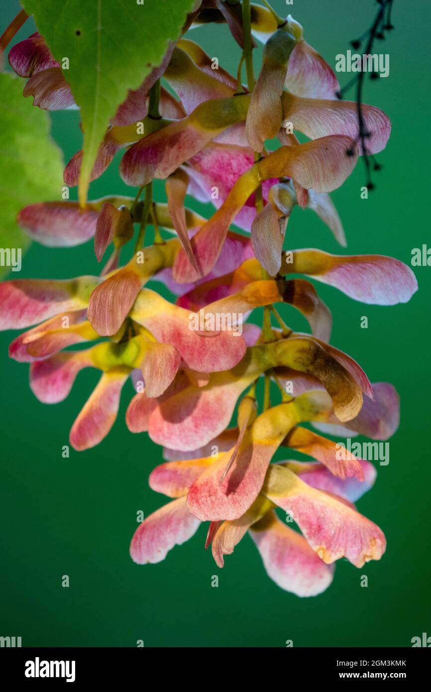 Maple tree seeds close up Stock Photo