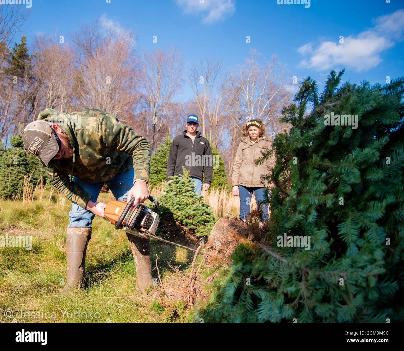 Christmas tree tradition holiday tree chop hunt Stock Photo Alamy