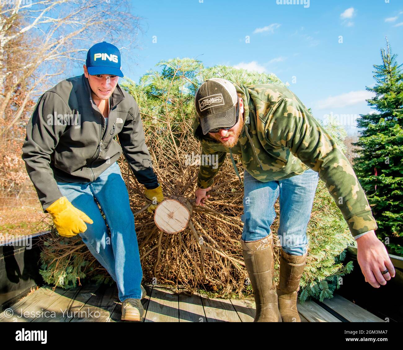 Christmas tree tradition holiday tree chop hunt Stock Photo Alamy