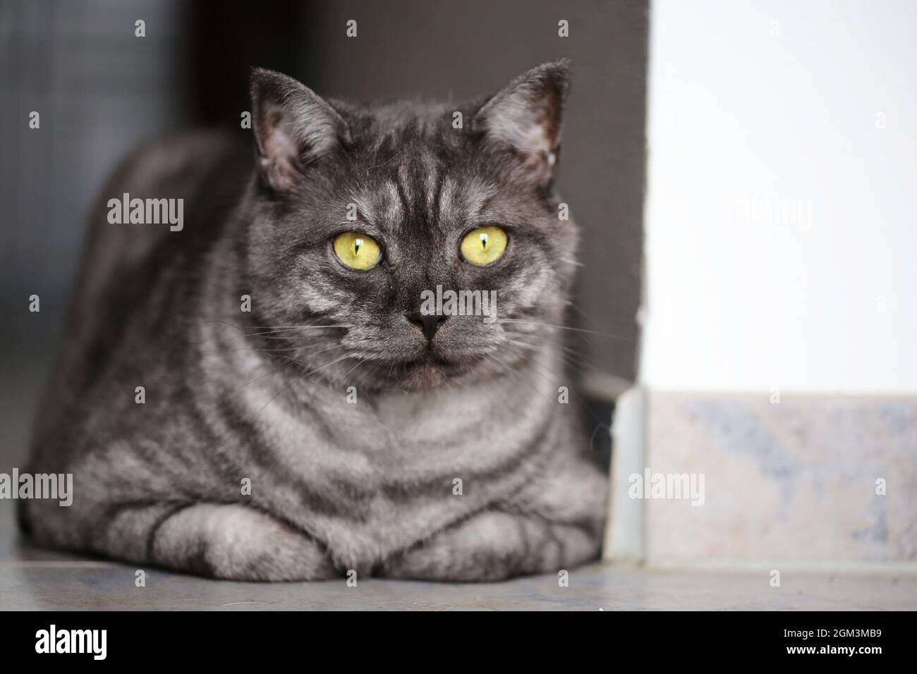 Black Tabby Smoke British Shorthair Cat Stock Photo