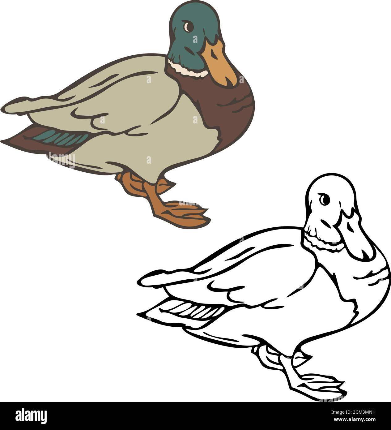 Vector illustration of wild duck colored and depicted by a line and outline. Design for coloring book. Stock Vector