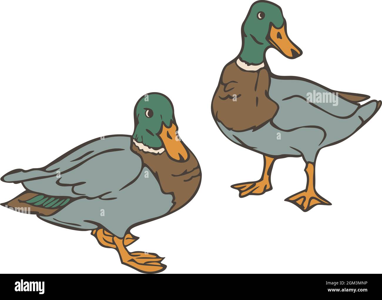 Vector illustration of wild ducks colored and depicted by a line. Drakes. Stock Vector