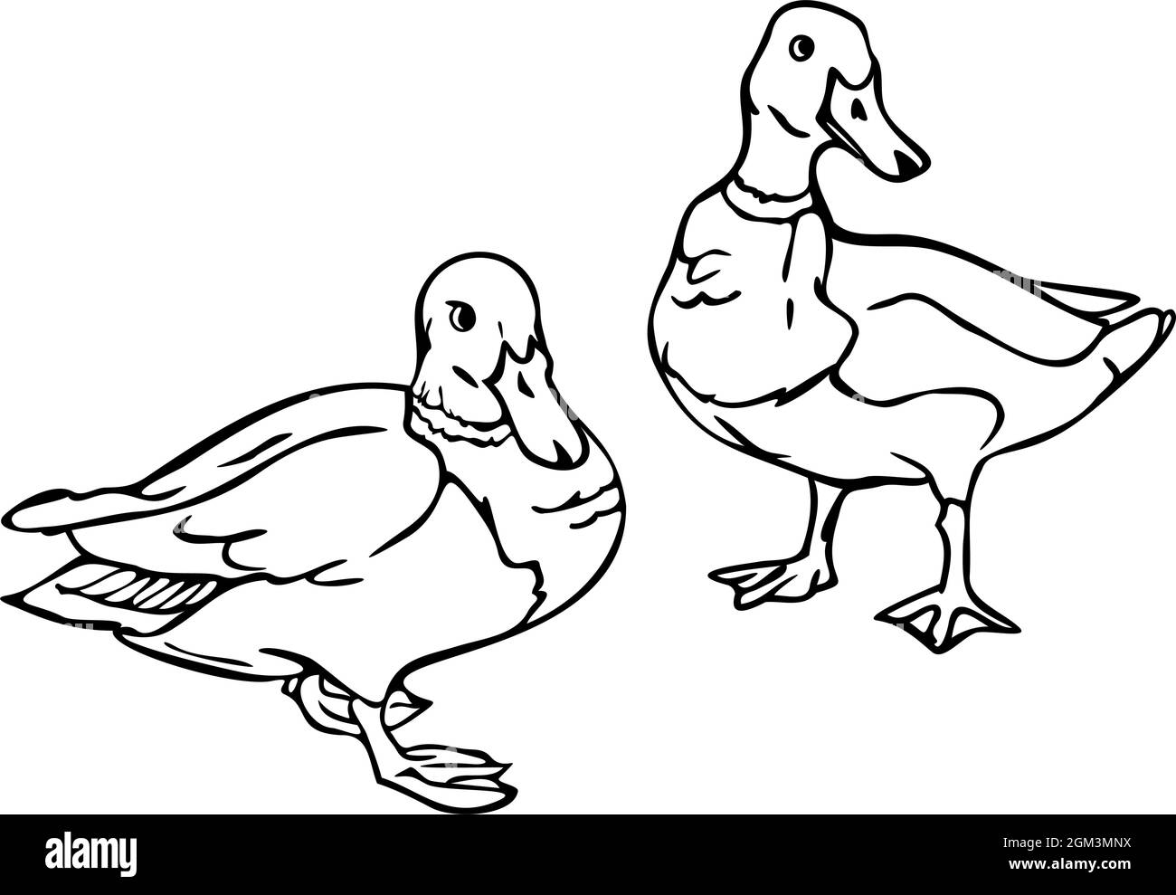 Vector illustration with outlines of ducks. Two black and white wild ducks. Stock Vector