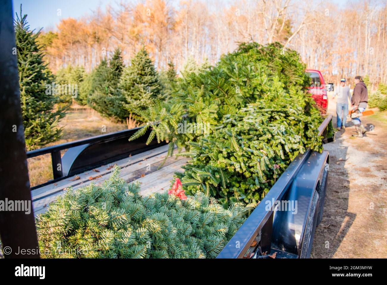 Christmas tree tradition holiday tree chop hunt Stock Photo Alamy