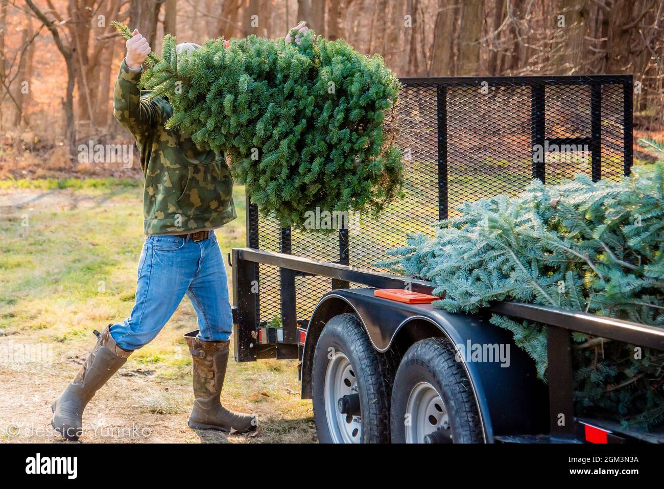 Christmas tree tradition holiday tree chop hunt Stock Photo Alamy