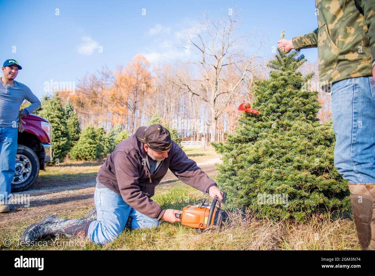 Christmas tree tradition holiday tree chop hunt Stock Photo Alamy