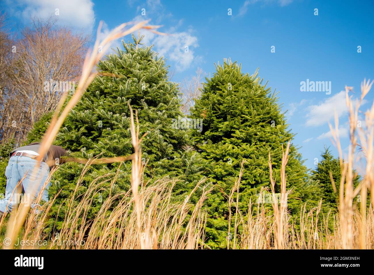 Christmas tree tradition holiday tree chop hunt Stock Photo Alamy