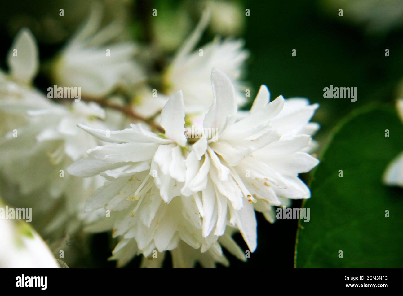 White deutzia (Deutzia crenata) flowers close up Stock Photo