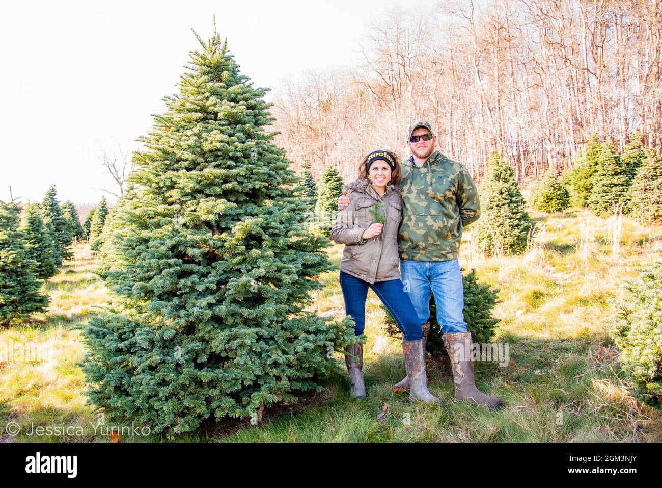 Christmas tree tradition holiday tree chop hunt Stock Photo Alamy