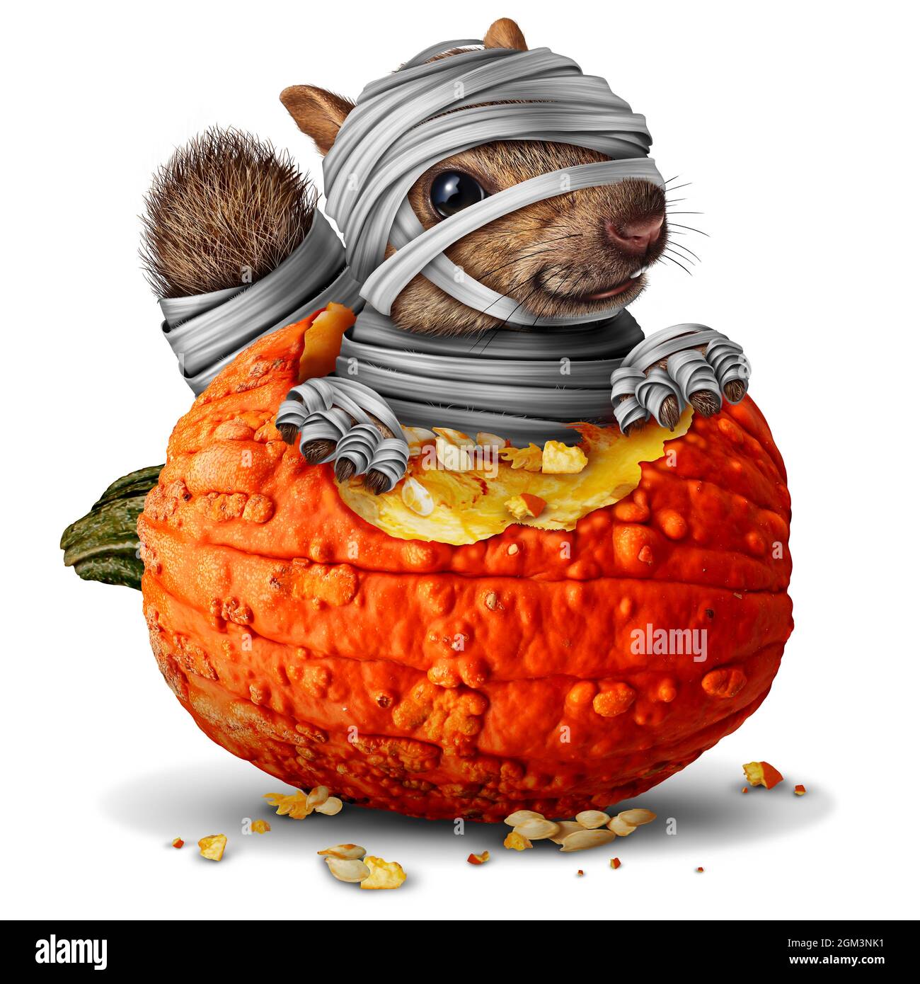 Mummy squirrel and cute Zombie squirrels fall season symbol as a halloween animal  eating an orange autumn pumpkin in a 3D illustration style on a w Stock Photo