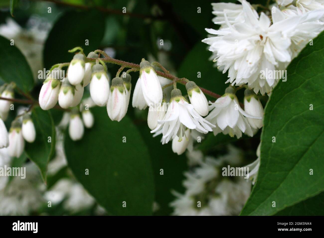 White deutzia (Deutzia crenata) flowers and buds close up Stock Photo