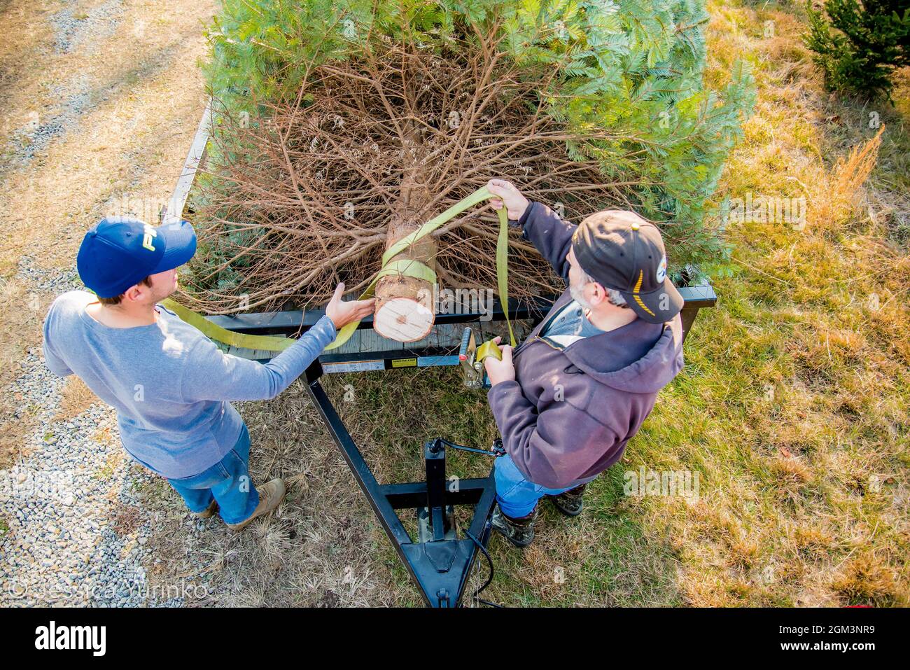 Christmas tree tradition holiday tree chop hunt Stock Photo Alamy