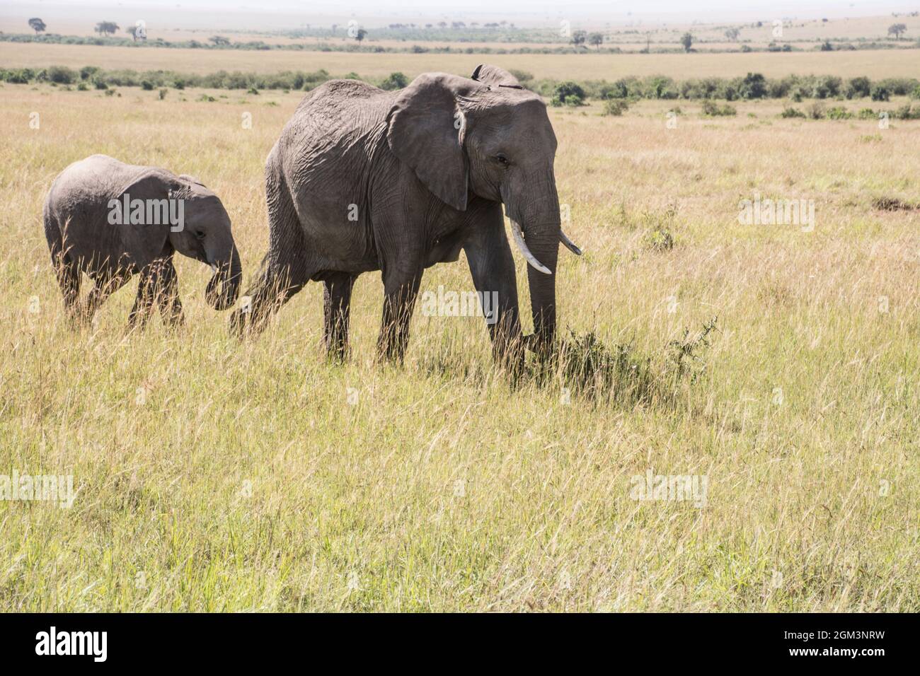 Elephants In Kenya Stock Photo Alamy