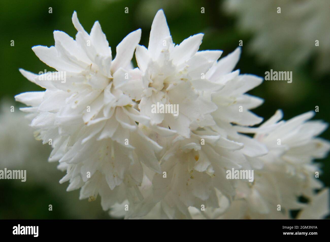 White deutzia (Deutzia crenata) flowers close up Stock Photo