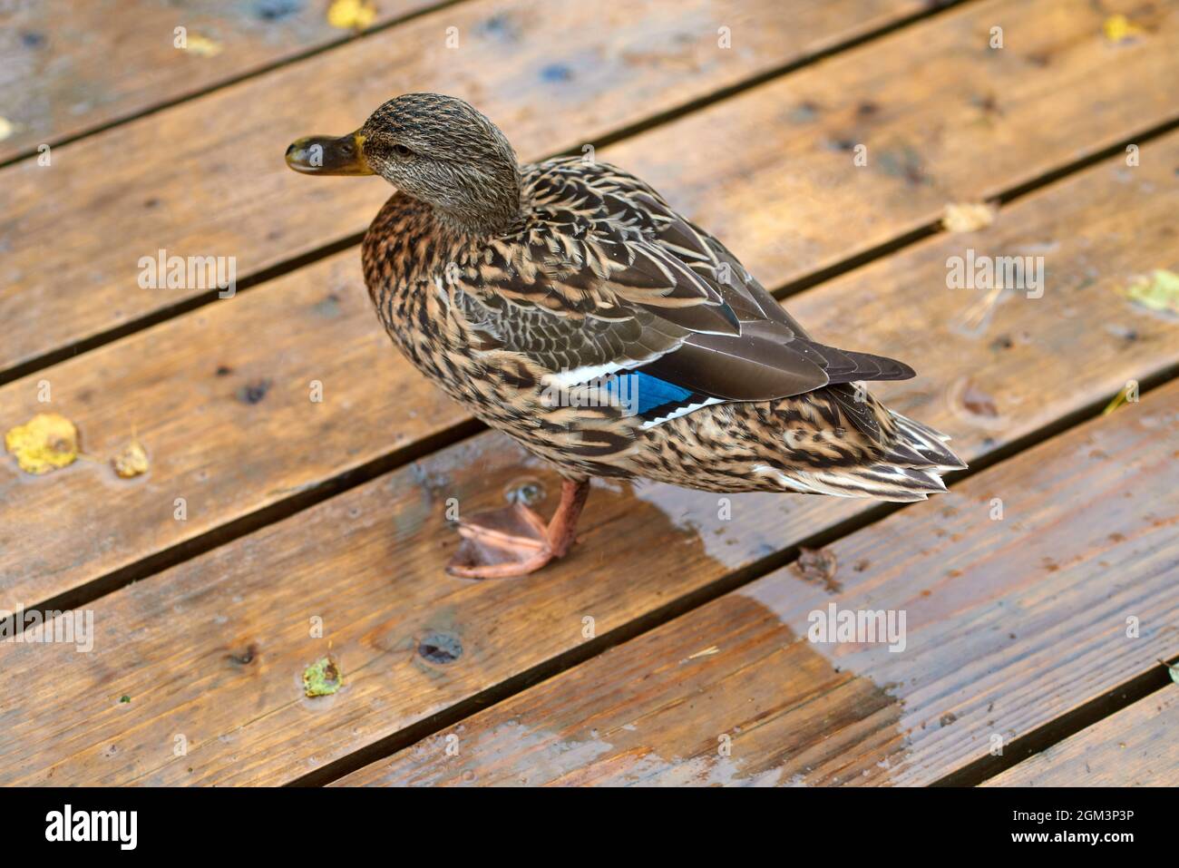 wild duck with blue feathers called a speculum on her wings Stock Photo