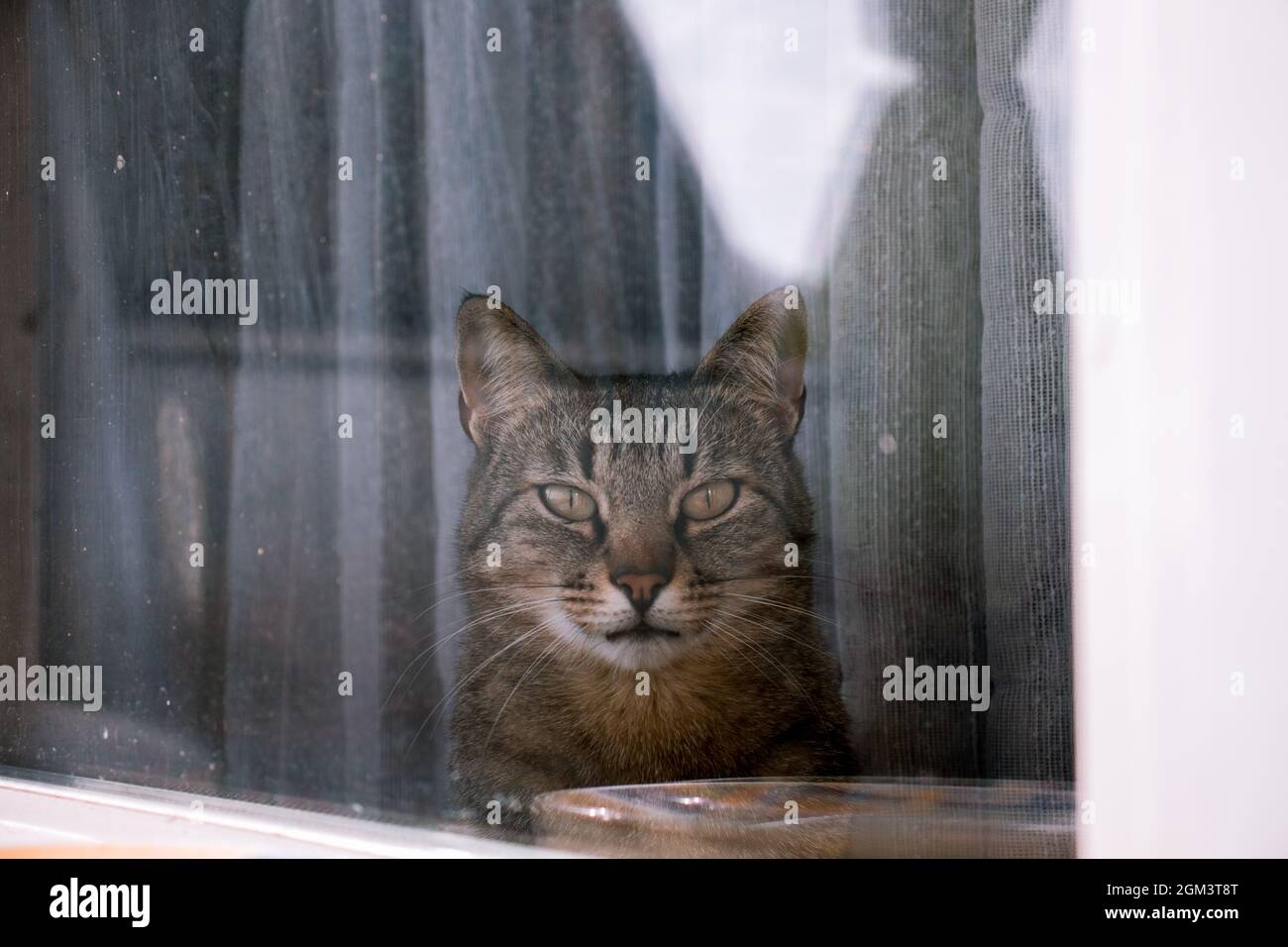 Cat sitting beside a window Stock Photo