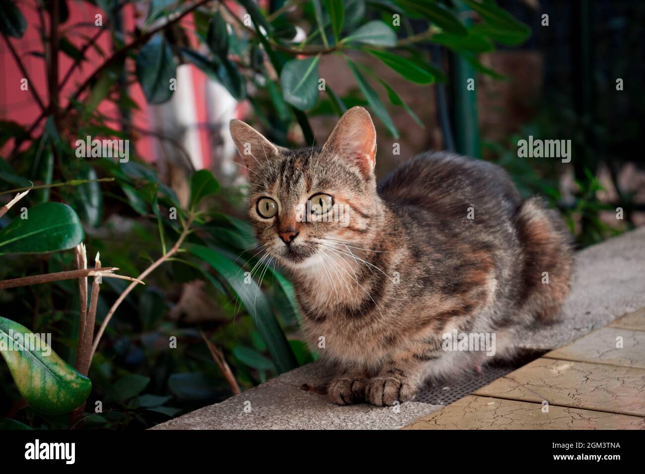 A mom cat sitting on a terrace in a green garden Stock Photo
