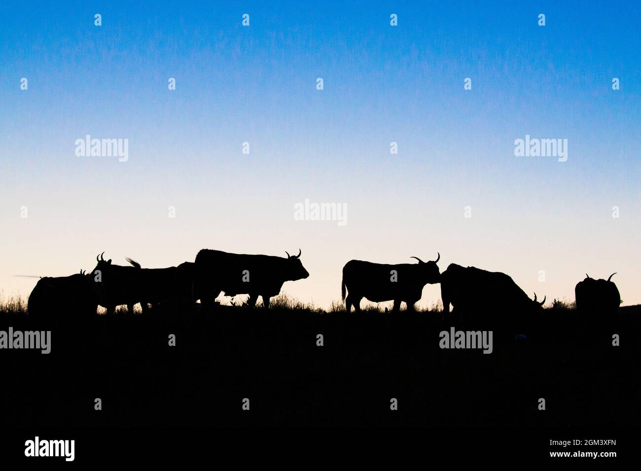 Silhouette of cows at sunset in a farmland field with blue sky Stock ...