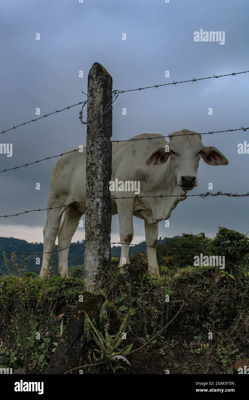 Vertical shot of a white cow behind a wire in the grassy field Stock ...