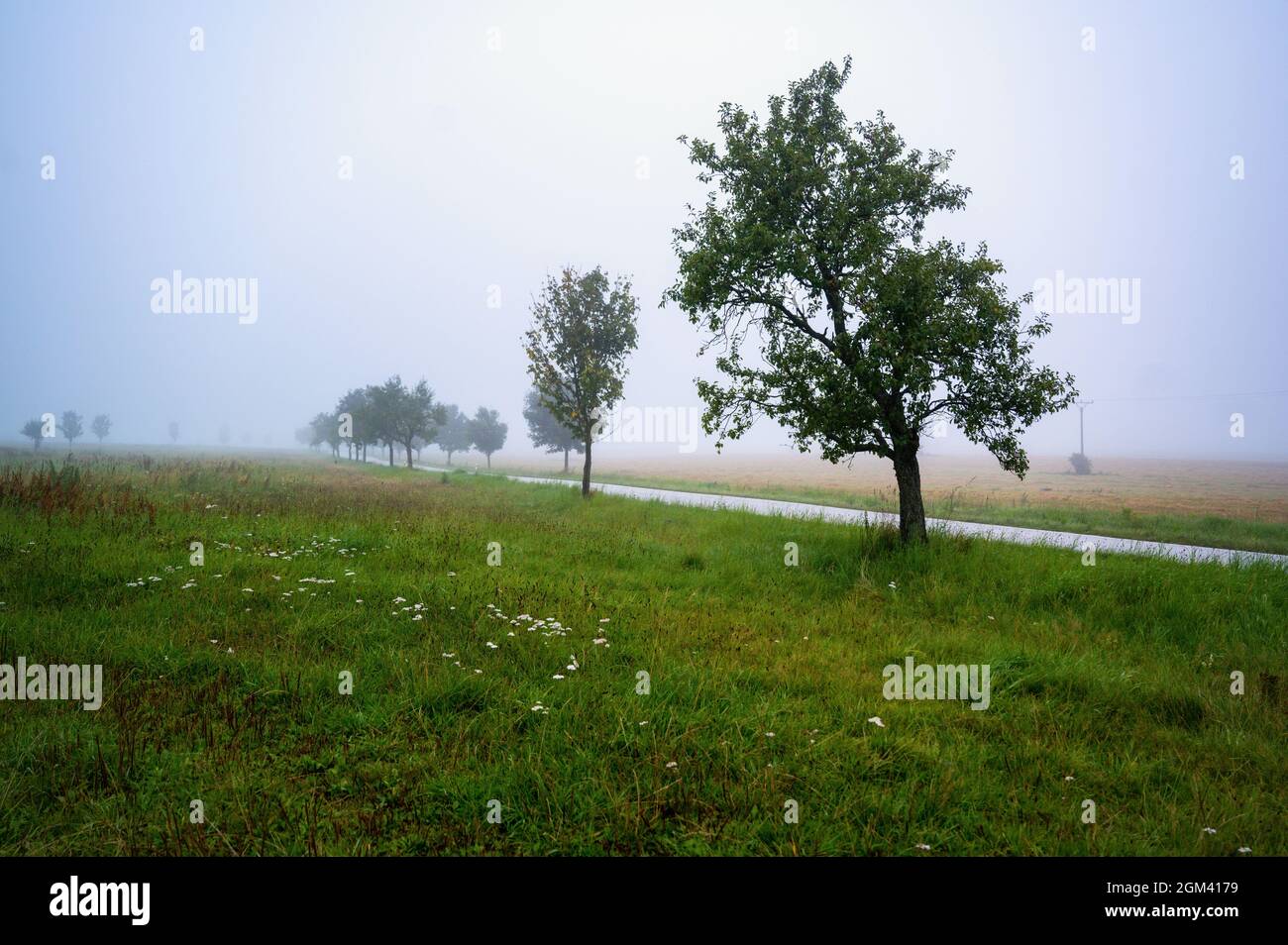 Tree silhouette on meadow edge and small road in misty summer early morning. Stock Photo