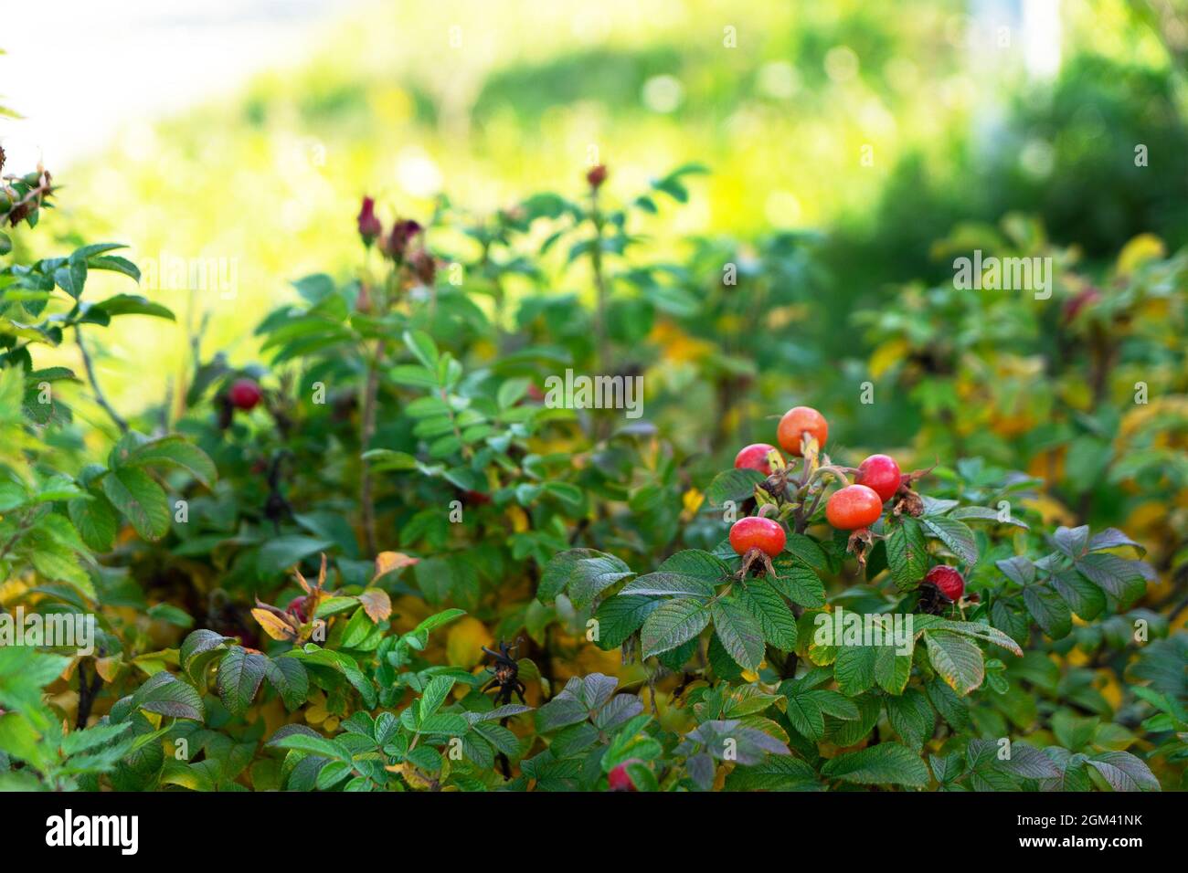 Ripe red rose hips grow on a bush in the garden. The concept of healthy herbal tea, alternative medicine, natural vitamin C. Stock Photo