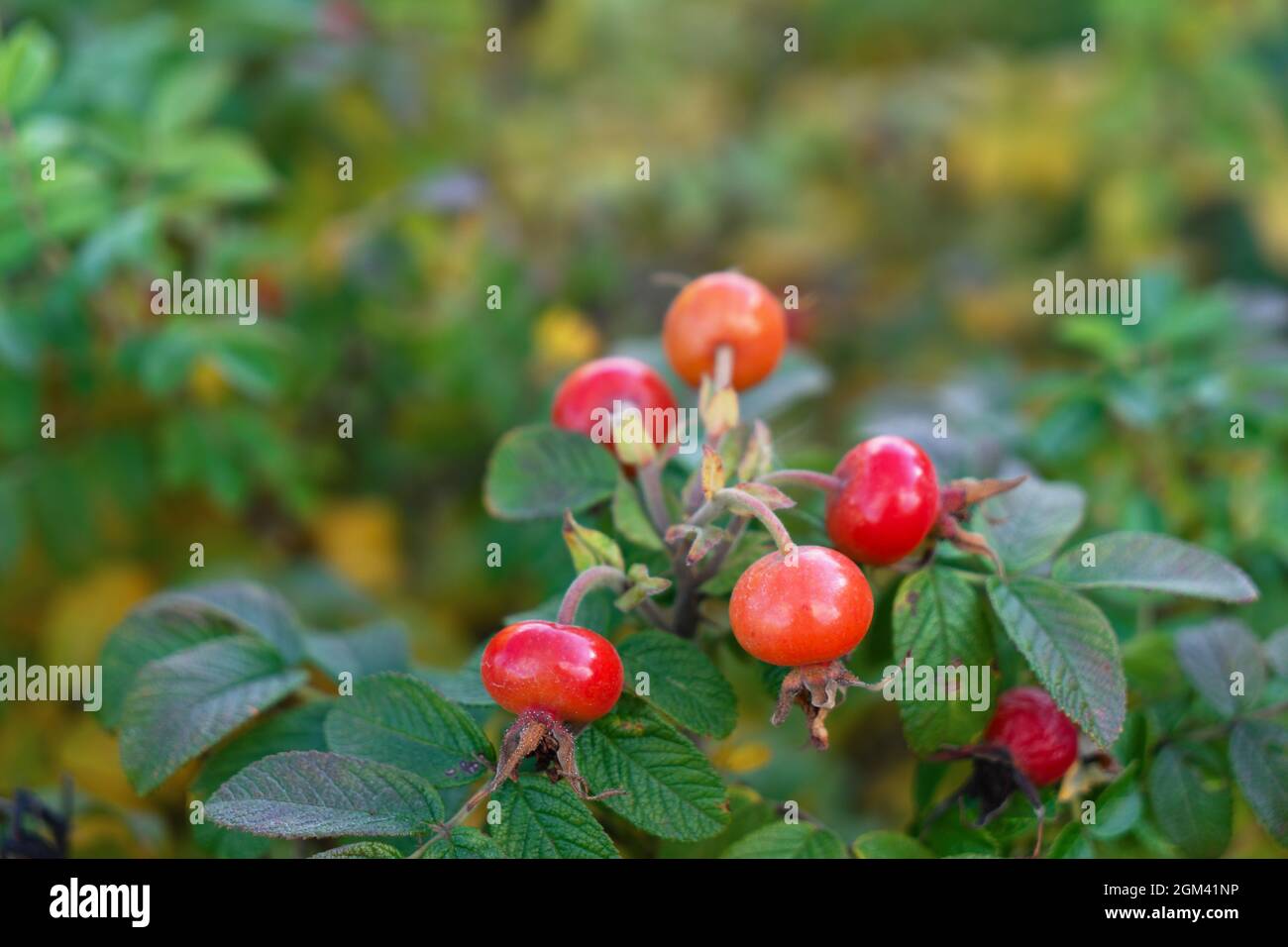 Ripe red rose hips grow on a bush in the garden close up. The concept of healthy herbal tea, alternative medicine, natural vitamin C. Stock Photo