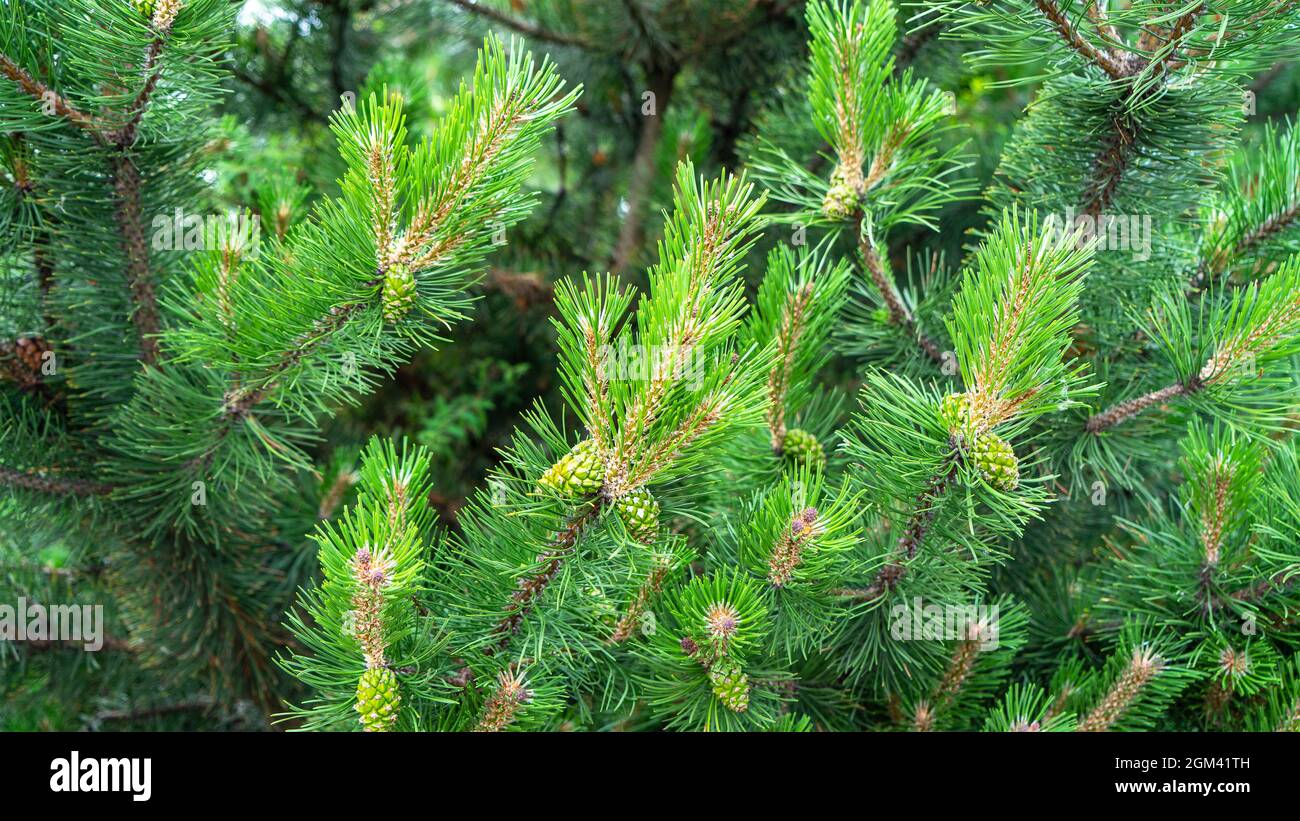 Bloomed mountain pine branches with young green cones close up. Background concept for New Year or Christmas card. Pine buds in the summer time. Green Stock Photo