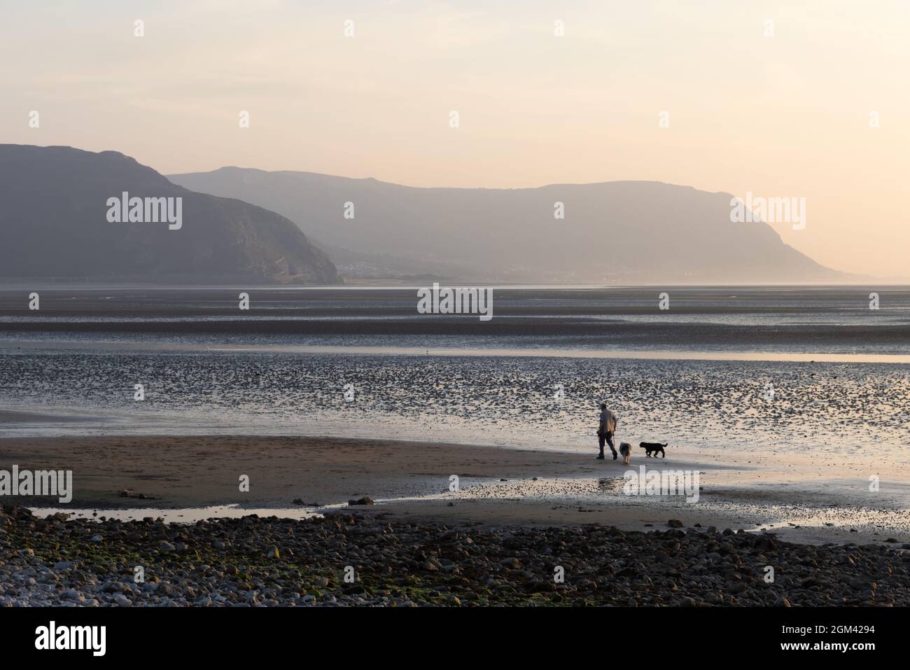 Llandudno, Conwy, UK, September 7th 2021: In the evening near sunset a man walks two dogs whilst the tide is out on a deserted West Shore beach. Stock Photo