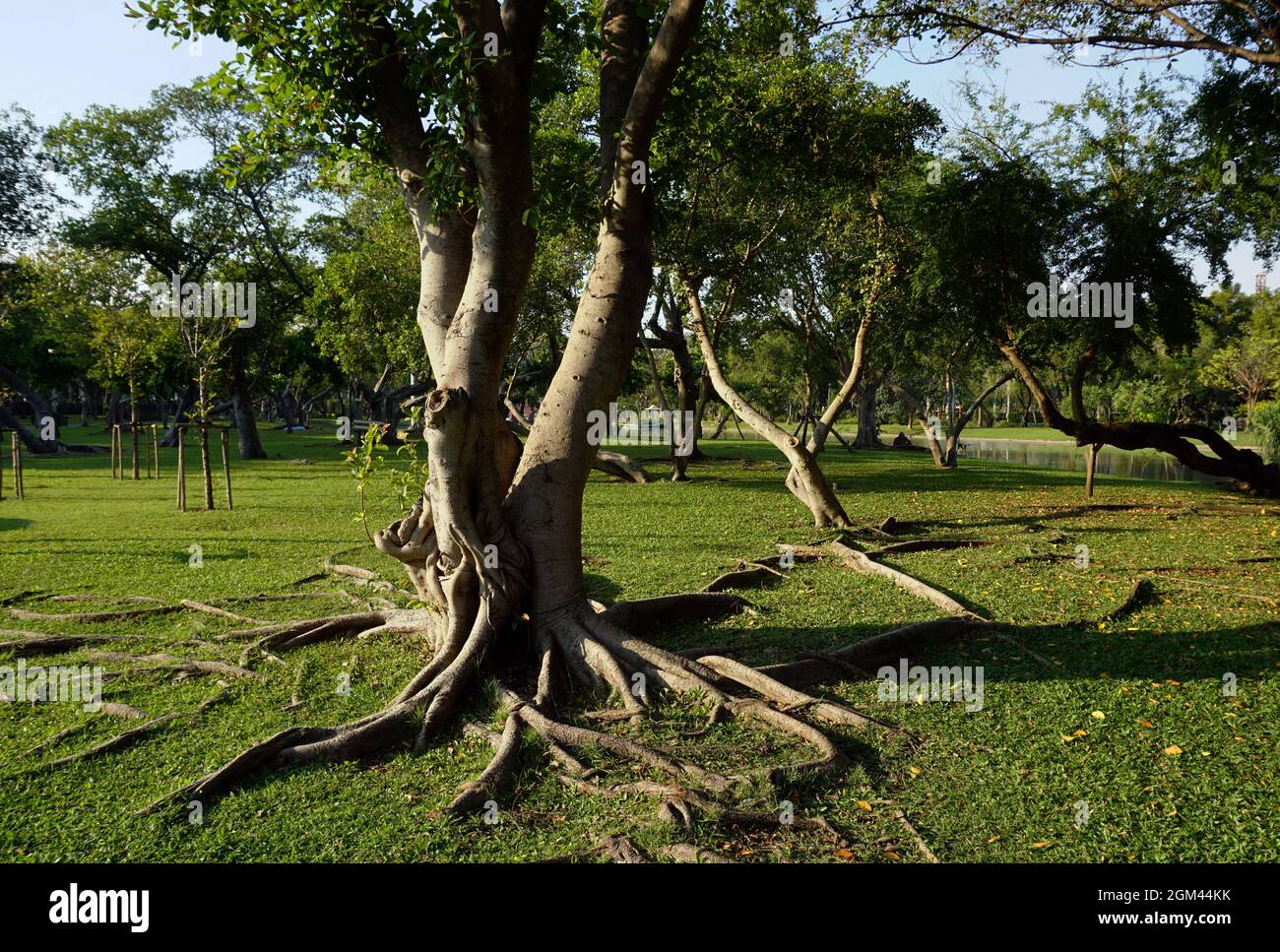 leaf tree field in the garden from Thailand Stock Photo - Alamy