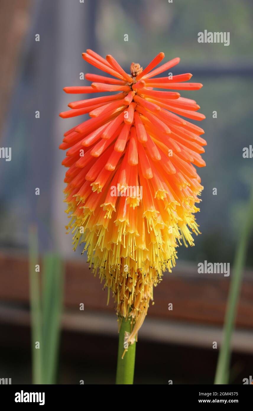 Vertical close up image of kniphofia or red hot poker showing flower detail Stock Photo