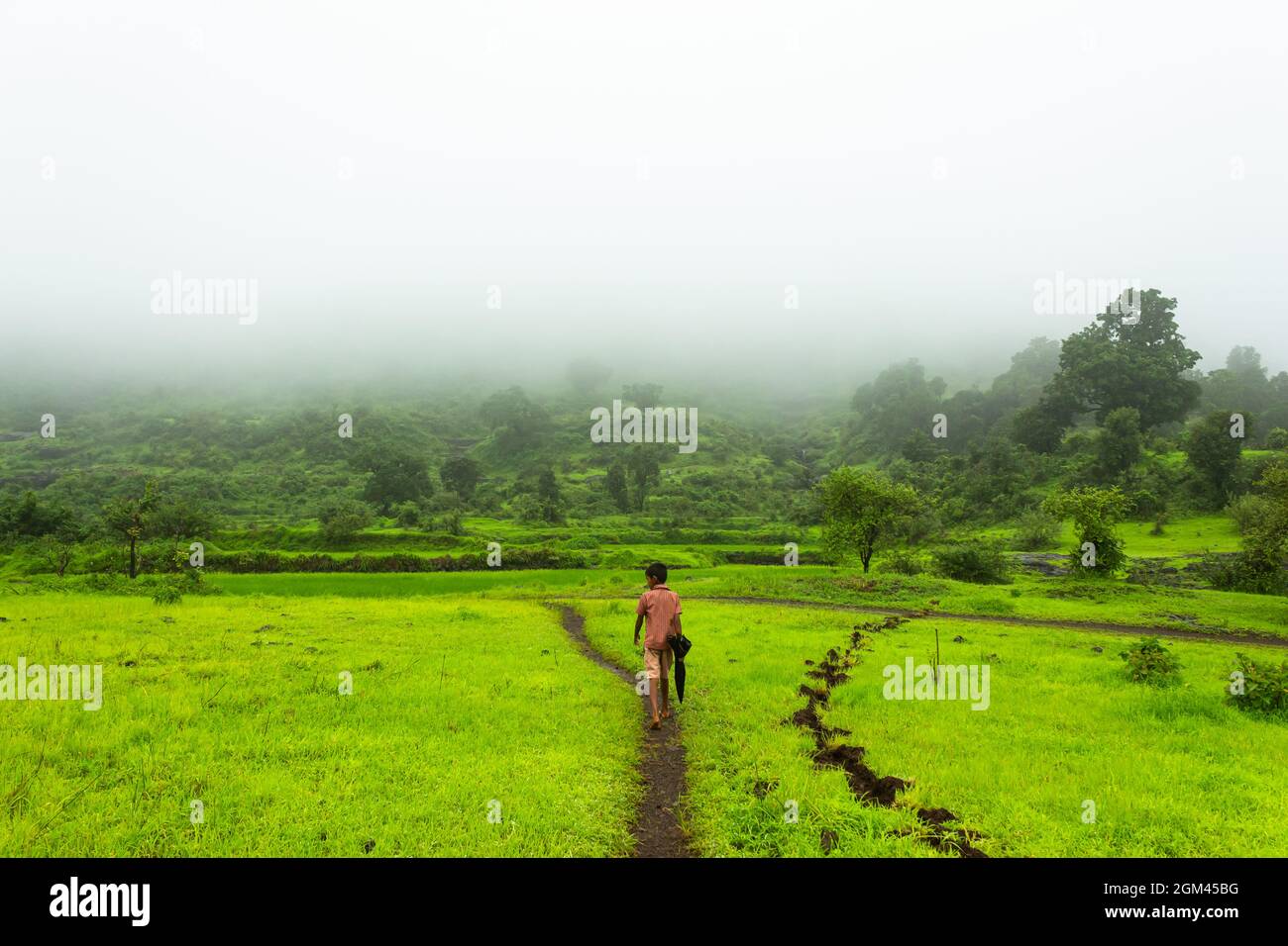 The different beautiful view of paddy field in india during rainey season and foggy weather. Stock Photo
