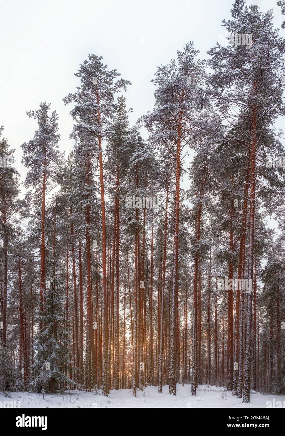 Winter landscape natural background. Tall pine trees in a snowy forest ...