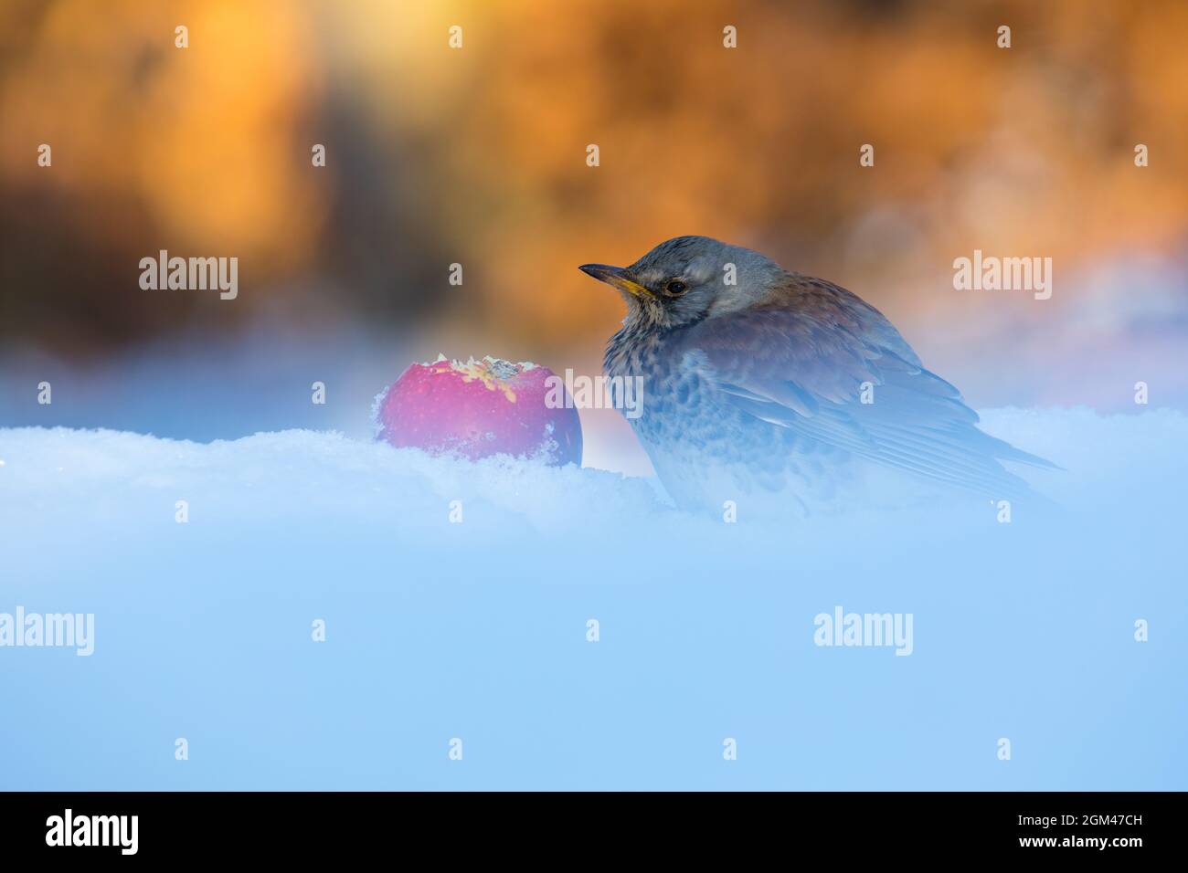 Fieldfare (Turdus pilaris) in winter feeding on an apple. It is a migrating species in some parts of Europe. Photographed in Denmark Stock Photo
