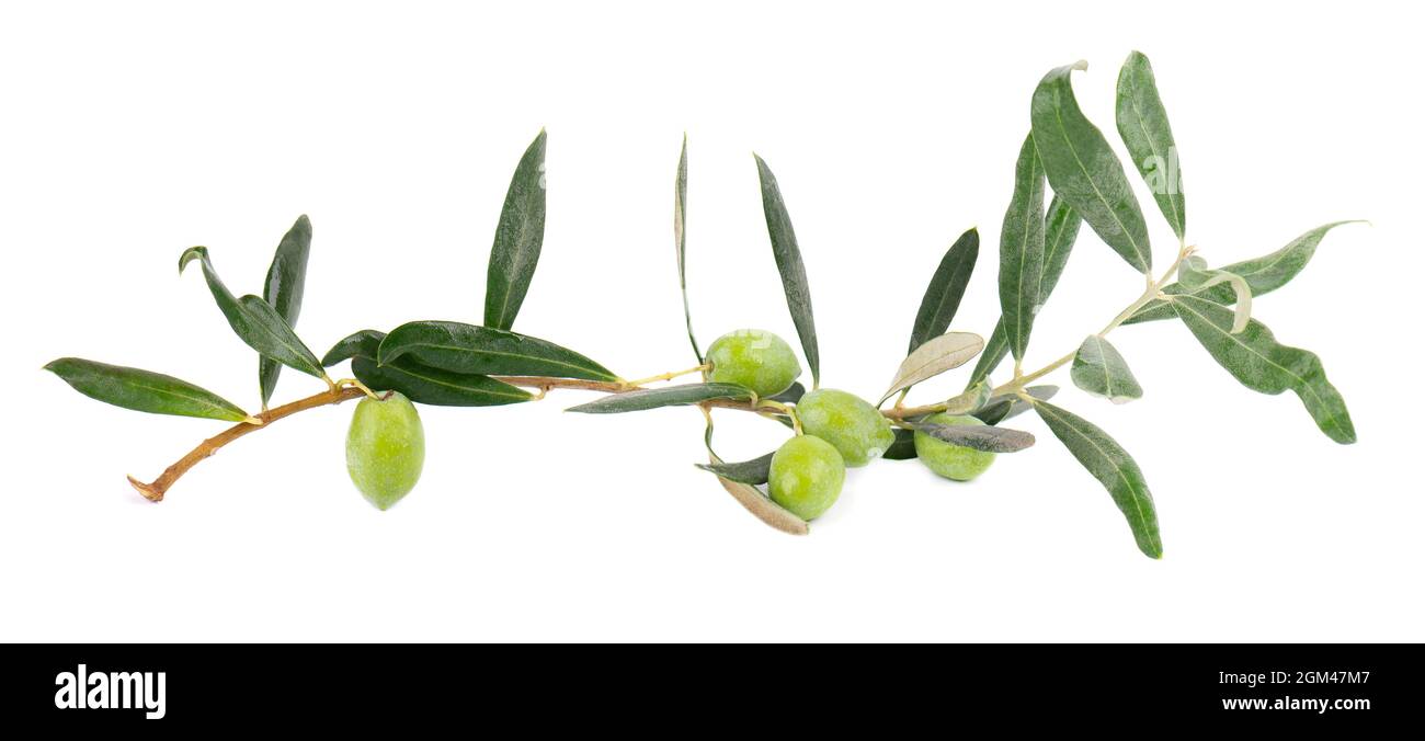 Olive branch isolated on white background. Green olives with leaves ...
