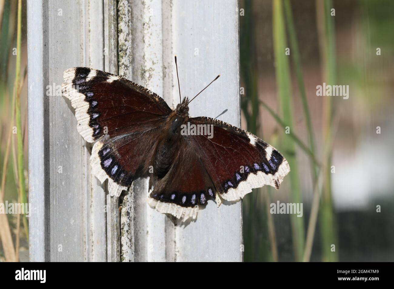 Camberwell Beauty (Nymphalis antiopa) which is known as the Mourning Cloak in North America. Photographed in Randbøldal, Denmark. Stock Photo