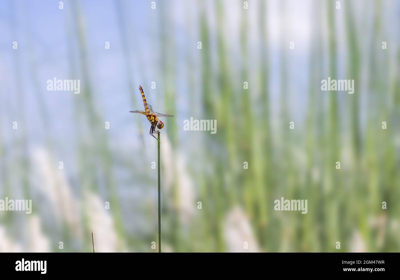 Common dragonfly sitting on a wild leaf close up Stock Photo - Alamy
