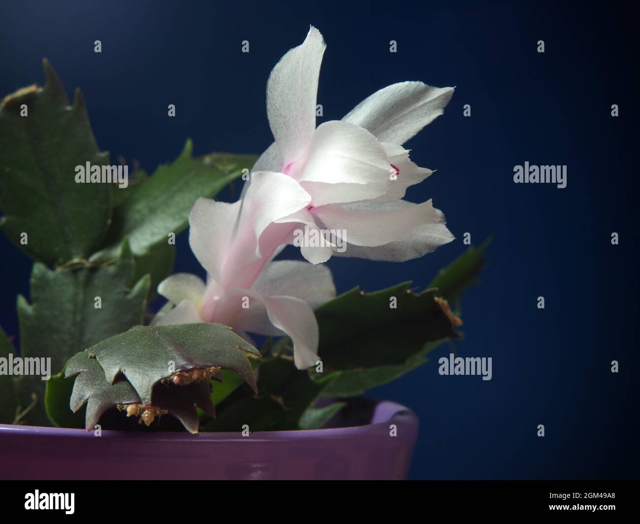 Blooming Schlumbergera in a pot against a blue background Stock Photo