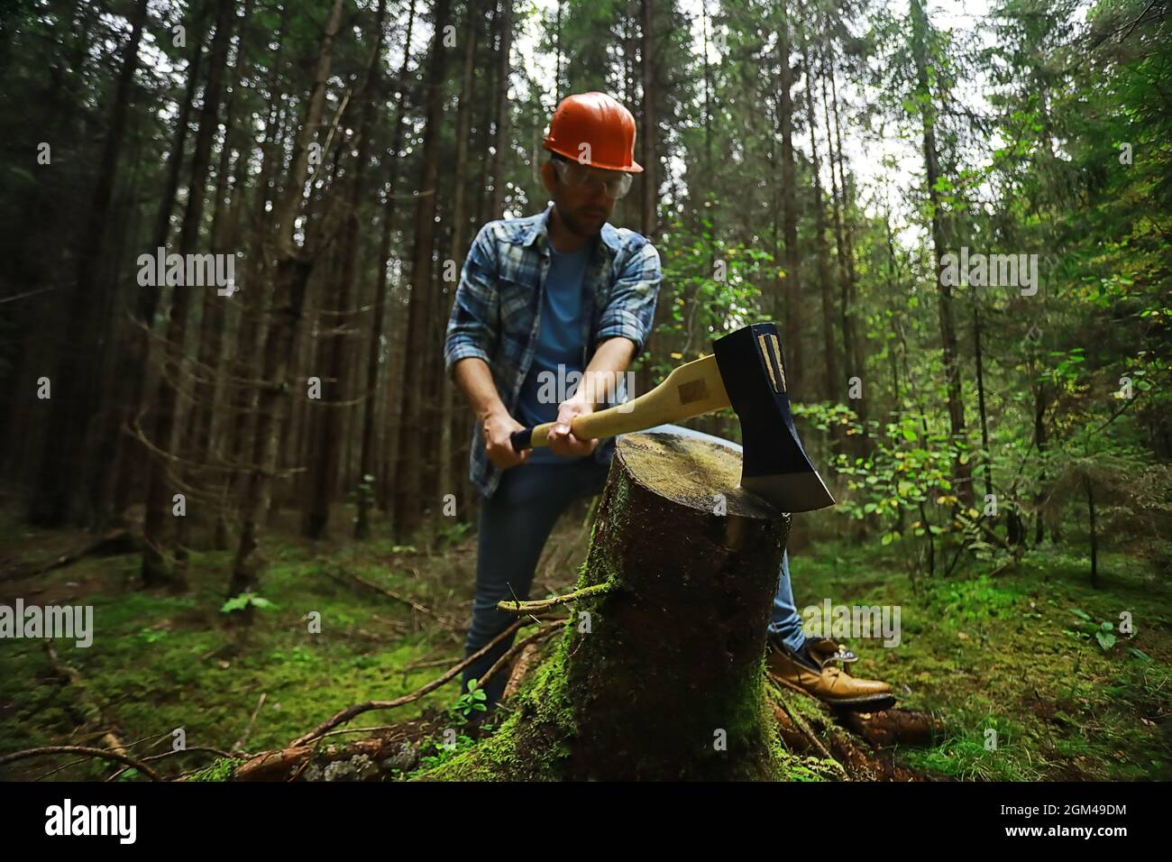 Male worker with ax chopping a tree in the forest Stock Photo - Alamy
