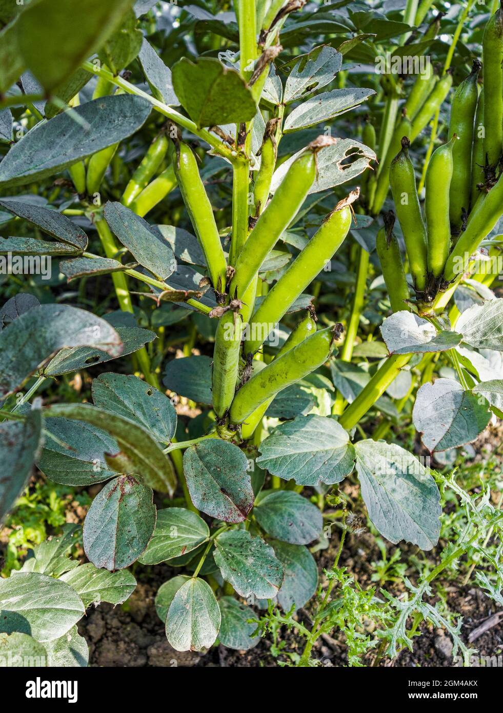 Fava beans also known as broad beans, Vicia faba growing in the UK