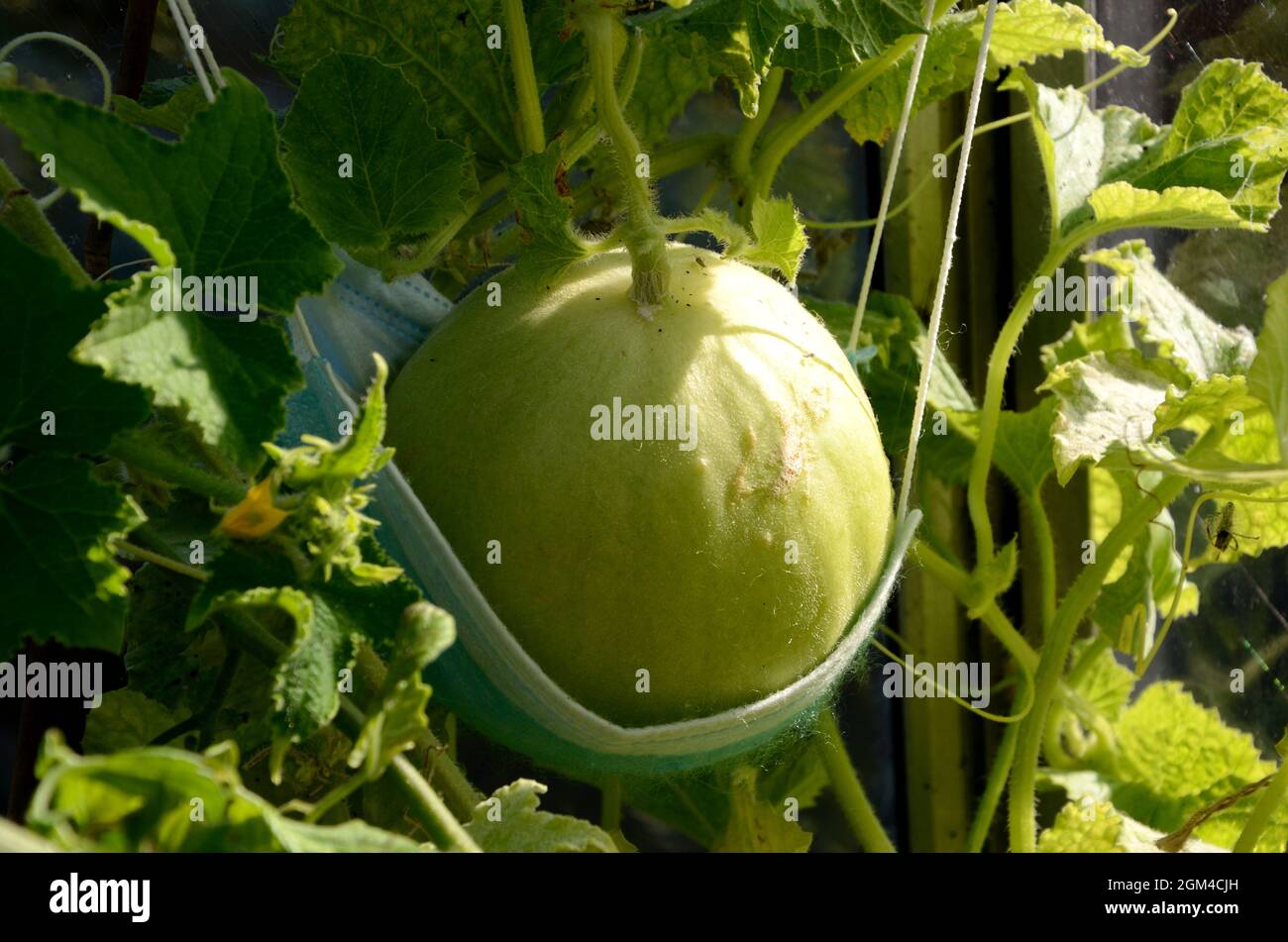Honeydew Melon growing in a greenhouse supported by a blue surgical face  mask Stock Photo