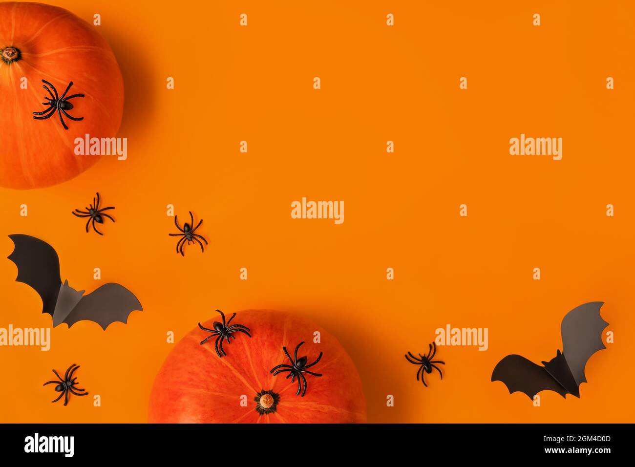Halloween composition of pumpkins and cartoon black bats and spiders on ...